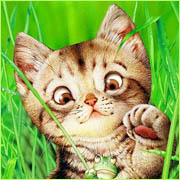 Ok3w.Net -- cx